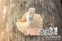 猴头菇的吃法和泡洗  猴头菇如何泡发和清洗