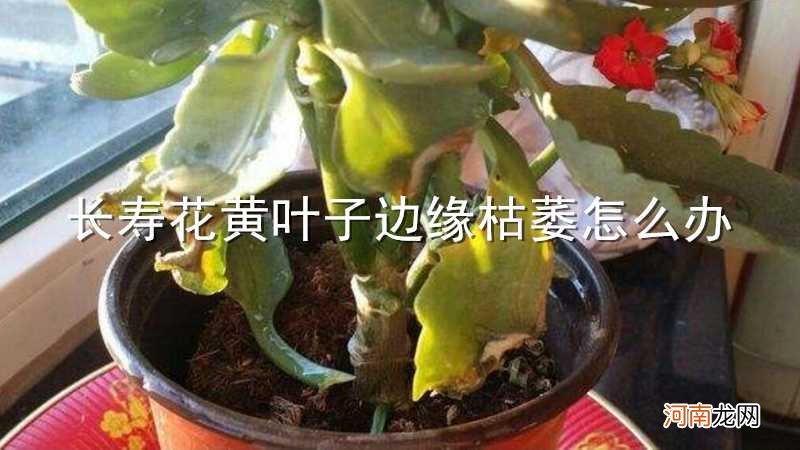 长寿花黄叶子边缘枯萎怎么办