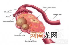 女性卵巢怎么保养和调理呢 卵巢怎么保养和调理最好方法