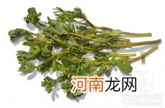 马齿苋是什么季节才有的 马齿苋是什么