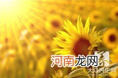 黄秋葵做法大全 黄秋葵家常菜做法，你学会了吗？