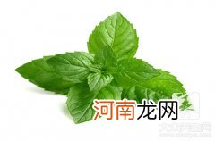 新鲜薄荷怎么吃最好薄荷叶咸菜 新鲜薄荷怎么吃最好？