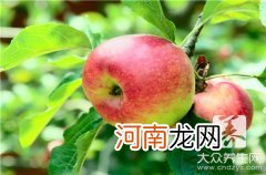 蛇果和红星苹果有什么区别 红蛇果跟普通苹果有什么区别