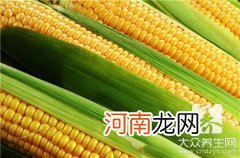 一根糯玉米的热量是多少卡路里 一根糯玉米的热量是多少？