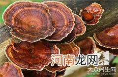 纯野生桑黄灵芝图片 桑黄灵芝多少钱一斤