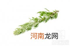 芦蒿和茼蒿的区别