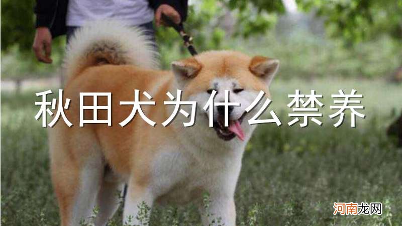 秋田犬为什么禁养