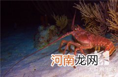 小龙虾的做法 最正宗的做法 小龙虾的做法大全家常有哪些？