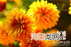 夏日菊花茶泰剧第一季 夏日菊花茶