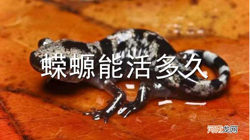 蝾螈能活多久