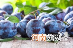 黑布林的营养与功效 黑布林的营养价值有哪些