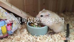 仓鼠可以吃生米粒吗