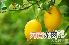 菊花枸杞加柠檬茶的功效与作用  柠檬枸杞菊花茶的功效与作用