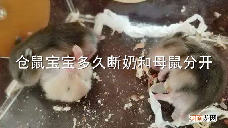 仓鼠宝宝多久断奶和母鼠分开