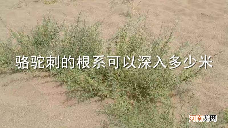 骆驼刺的根系可以深入多少米