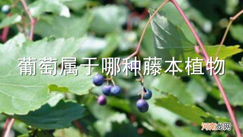 葡萄属于哪种藤本植物