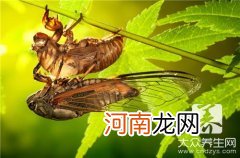 金蝉吃金蝉的好处  金蝉吃了有什么好处