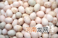 鸭蛋的营养价值及功效与作用(鸭蛋的营养价值及功效与作用乙肝可以吃