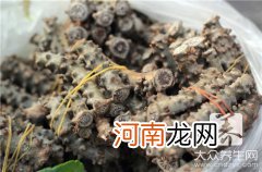 野苦荬菜的功效与作用及吃 野苦荬菜的功效与作用