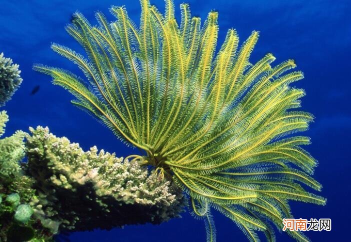 海百合属于什么植物