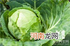 蒜蓉白菜心的做法大全 蒜蓉菜心做法有哪些？