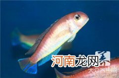 正宗石锅鱼的做法,石锅鱼的配方有哪些 重庆石锅鱼做法配方