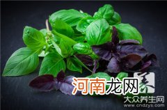 紫色苜蓿花能吃吗 紫花苜蓿草能吃吗？吃紫花苜蓿草的好处