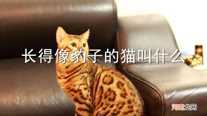 长得像豹子的猫叫什么