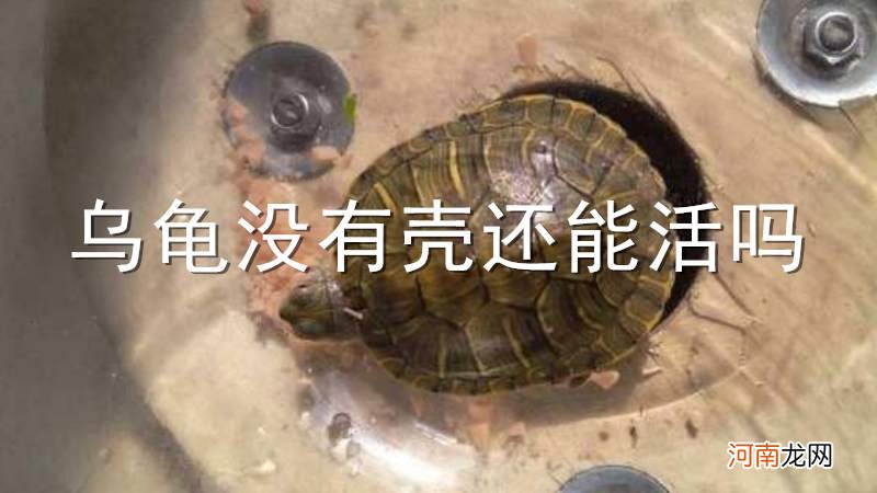 乌龟没有壳还能活吗