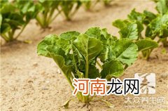 大头菜炒西红柿叫什么 大头菜炒西红柿的做法是什么