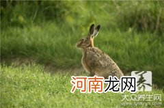 跳水兔子的做法 跳水兔的做法有哪些？
