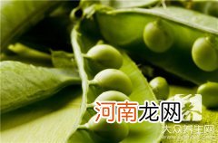 荷兰豆的营养价值和营养含量 荷兰豆的营养价值及功效是什么？