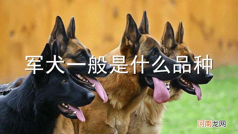 军犬一般是什么品种