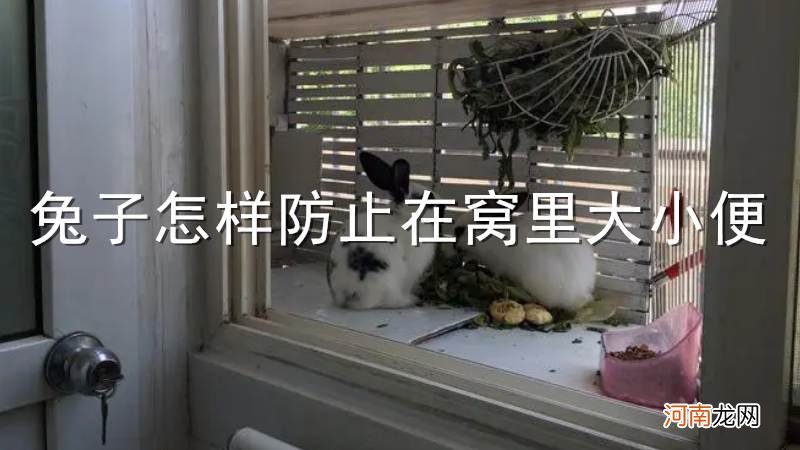 兔子怎样防止在窝里大小便