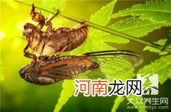 蛹虫草的功效与作用  蝉蛹的功效与作用