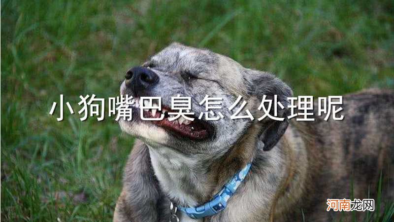 小狗嘴巴臭怎么处理呢