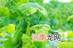 如何炒土豆丝最好吃又简单 丝瓜炒肉怎么做好吃？