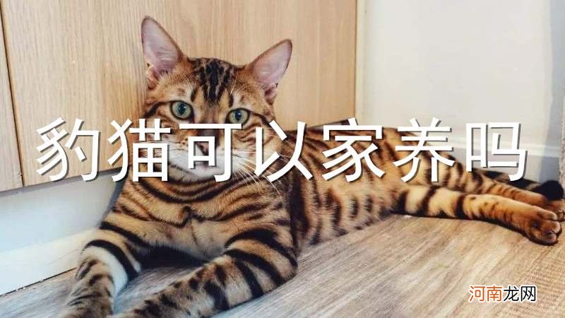 豹猫可以家养吗