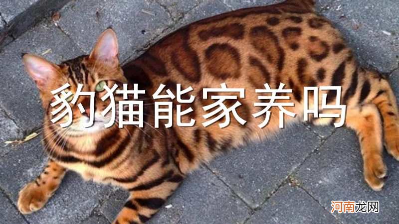 豹猫能家养吗