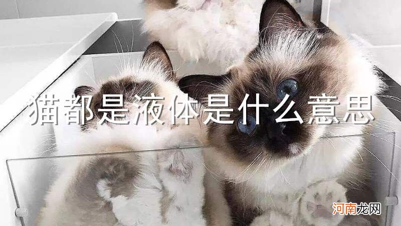 猫都是液体是什么意思