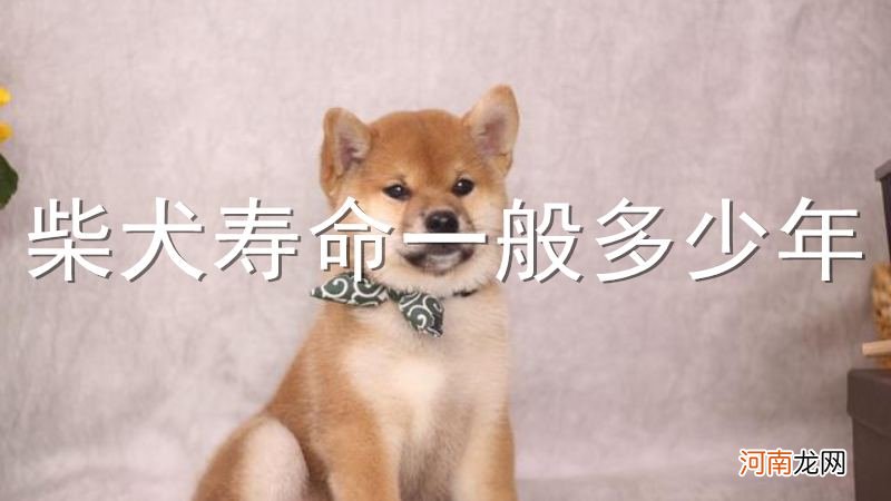 柴犬寿命一般多少年