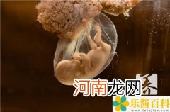 胚胎发育过程图详解受精卵 胚胎发育过程图详解