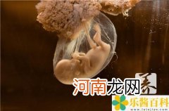 三个月的胎儿有多大 3个月胎儿有多大图片