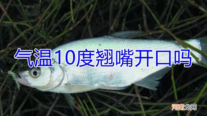 气温10度翘嘴开口吗