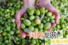 怀孕可以吃橄榄菜不 怀孕能吃橄榄菜吗