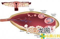 怎样才知道自己已经排卵了  怎么知道自己排卵了没