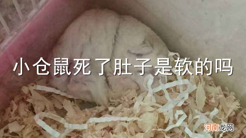 小仓鼠死了肚子是软的吗