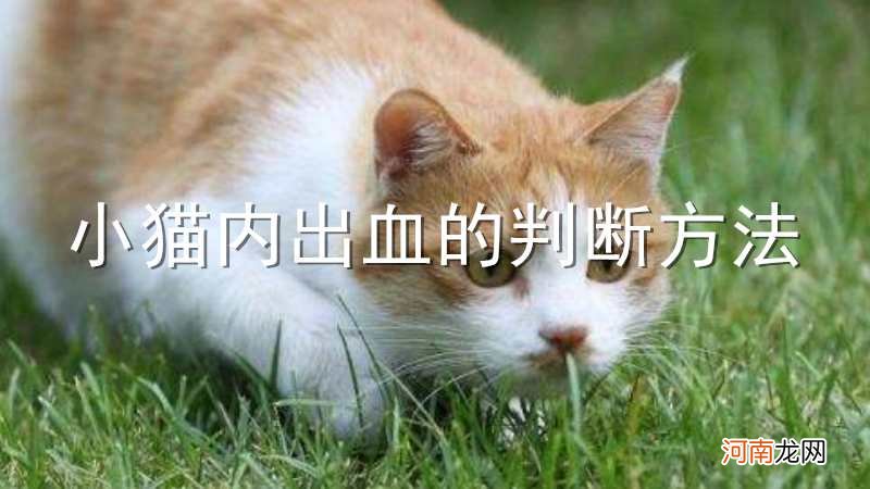 小猫内出血的判断方法