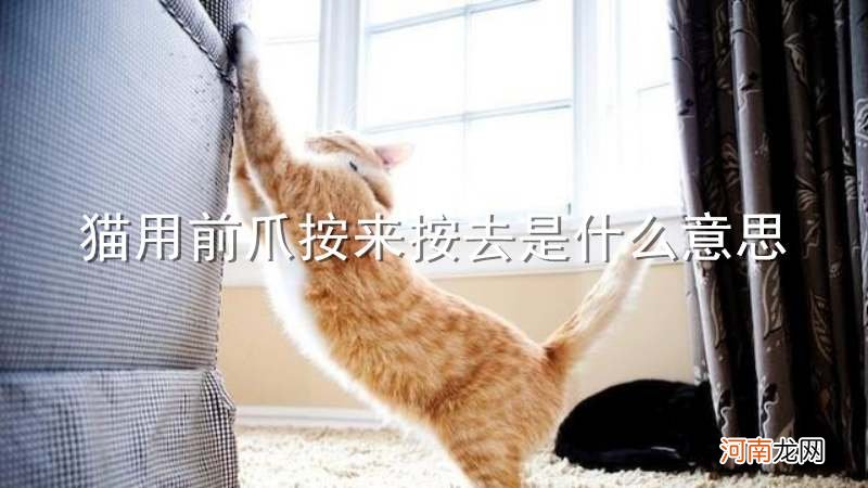 猫用前爪按来按去是什么意思