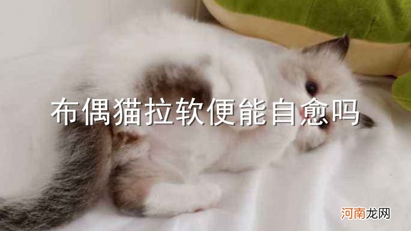 布偶猫拉软便能自愈吗